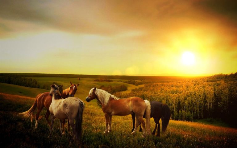 kingdom new lands horses kingdom new lands horses